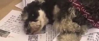 狗子绝育后跑去追母狗，结果被主人用方言狠狠训斥一顿，笑喷了！