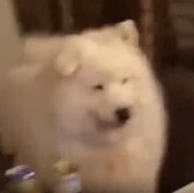 萨摩耶在嚎叫，主人趁机轻轻拍它的脖子，狗子：你太幼稚了！