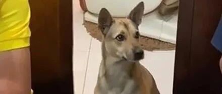网友偷吃狗狗的肉干被它发现，它居然跑去找爸爸告状，笑喷了！