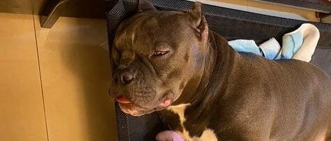 恶霸犬把作业本咬成废纸，小主人看到后当场爆哭，老师：只能重写了！