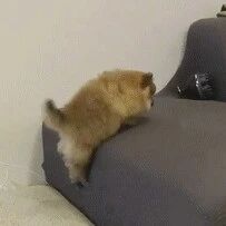 小博美跳不上沙发，没想到它想了这么一招，太聪明了！