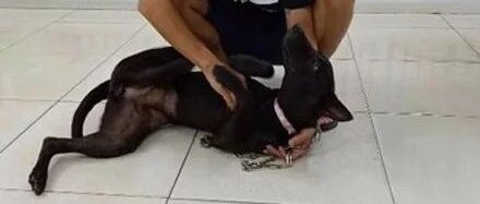 自来熟黑狗跑到警局，不停撒娇还赖着不走，结果它赚大了！