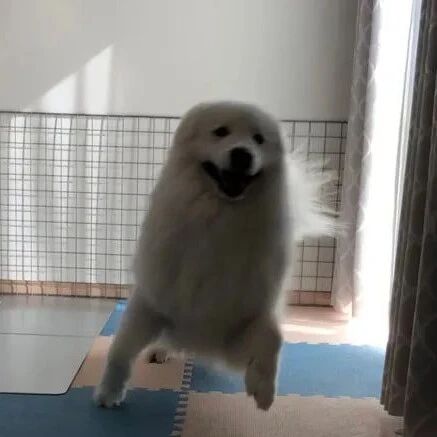 萨摩耶看到主人回来，激动得耳朵都没了，网友：这是海豹吧！