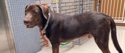 网友养了一只42斤的狗狗，结果带出门路人竟然用这6个字形容它，笑喷了！