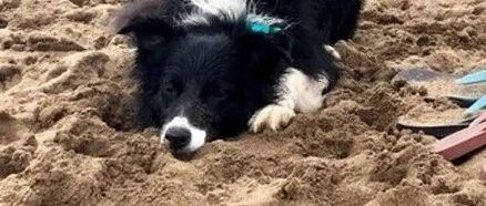 牧羊犬双眼无神瘫倒在沙堆上，主人解释后，网友：差点骗了我的眼泪！