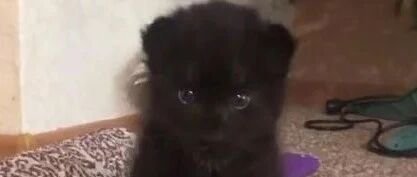 俄罗斯女子收养小黑豹当宠物，为了教它捕猎，还请狗子当老师！