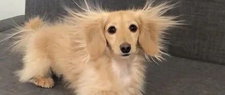 腊肠犬睡了一觉醒来，秒变成了金毛狮王，这模样笑喷了！