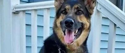 刚被领养就报恩，德牧将中风主人拖到电话旁，成功救他一命！