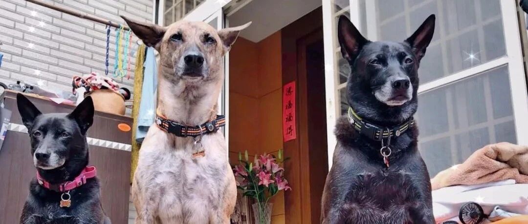 3只狗子目送主人去上班，面露杀气坐门口：家里交给我们放心！