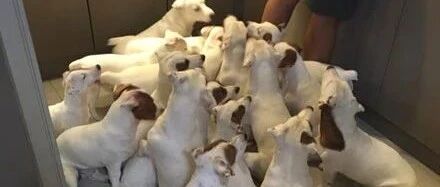 男子养了20只狗后，它们每天都挤爆床网友看后笑喷了：好沉重的幸福！