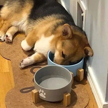 柯基睡觉专挑这个地方睡，主人看了都忍不住笑了：是有多饿？