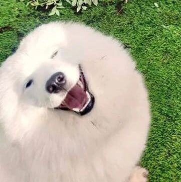 萨摩耶把主人辛苦种的花挖了，被当场抓住后，还试图装傻！