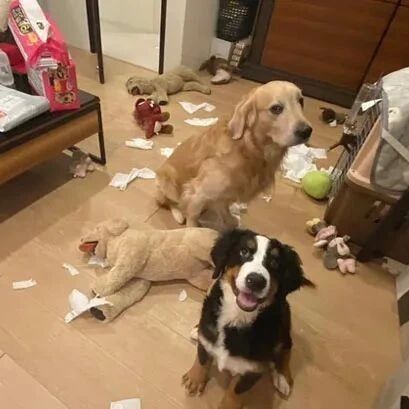 大狗跟小狗拆家被骂，它们的反应却完全相反，网友：还是大狗有经验！