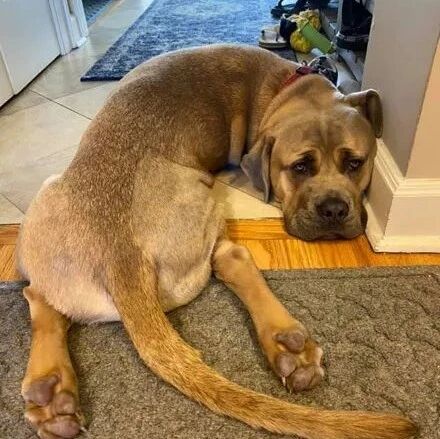 没事就喜欢凹成n字形，狗狗因奇葩姿势走红，骨骼好惊奇！