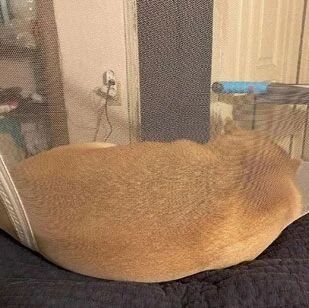 狗子为了和主人一起睡，它竟然把蚊帐都挤扁了，忍不住想笑！