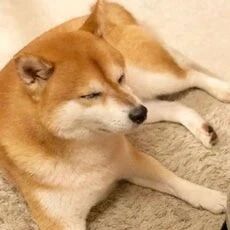 狗子趴在暖炉前，这舒适的小表情，看着好享受！