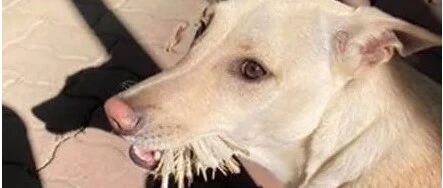 狗子叼着一嘴羽毛回来，主人以为是鸟赶紧抢下，结果发现被骗了！