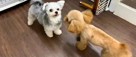 网友把狗子送去寄养，然而它的表现，却让店员都笑喷了！