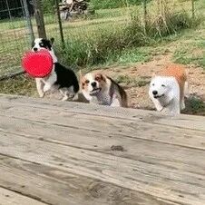 柯基们在抢飞盘，其中一只撞到了台阶，另一只就跟着悲剧了！