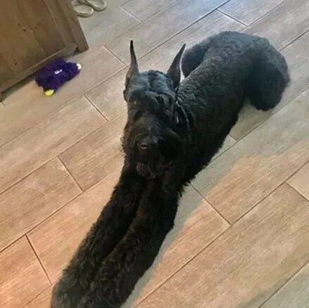 黑狗参加模仿挑战，网友一看照片：这车速有点快啊！