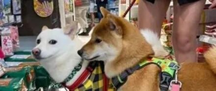 阿柴想去跟美女狗狗搭讪，谁知对方完全不想理它，场面好尴尬！