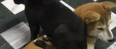 黑狗体重暴涨30斤，依旧喜欢坐在姐姐身上，主人：会被压死！