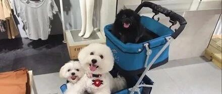 给三只狗狗拍照，永远只有其中两只能被看到，真相让网友笑喷！