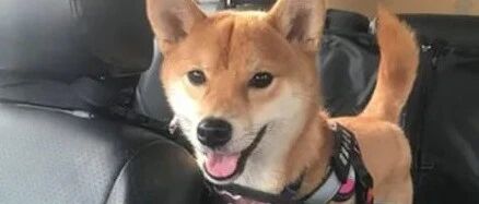 狗子趁主人洗澡偷溜出门玩，害他情急之下只穿内裤追一路，笑喷了！