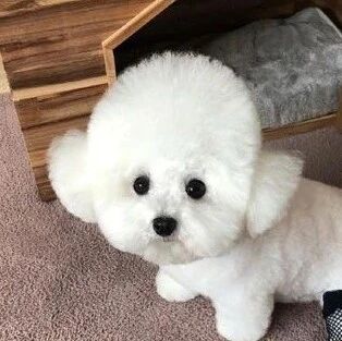 主人拿了个黑丝袜给狗子穿上，结果这一露脚，笑喷了！