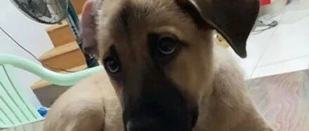 狗子太贪吃，头被罐子卡住出不来，主人看到后笑喷：我先笑完再救！