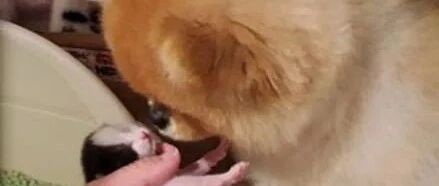 博美成天跟猫咪打架，没想到当它生小猫后，狗子居然秒变金牌月嫂！