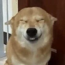 阿柴偷咬卫生纸被主人发现，它认错时的小表情，太逗了！