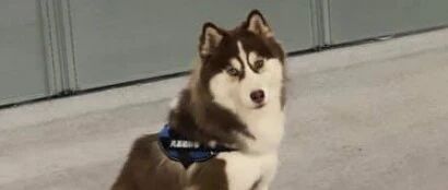 请美容师修剪尾巴，结果主人接狗子回家一看，瞬间就笑喷了！