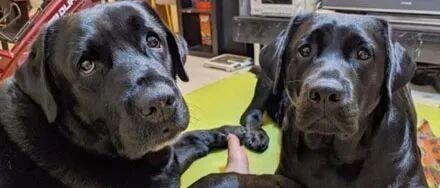 电视看一半被狗狗背影挡住，网友看完照片傻眼：别拿黑熊骗我！