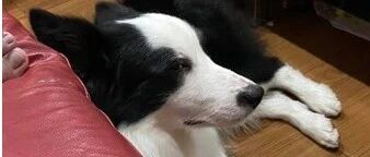 边牧刚吃饱还找奶奶骗肉吃，主人想揭穿，就被它眼神警告：你闭嘴！