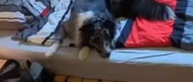 主人出门比较匆忙，狗子就自己关灯开风扇，简直成精了！