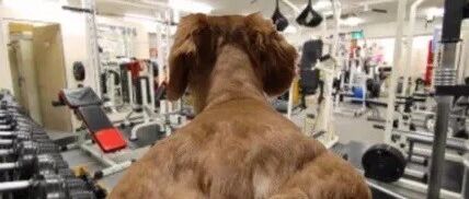 主人拍下狗子的肌肉背部，结果发到网上分享瞬间被玩坏，笑喷了！