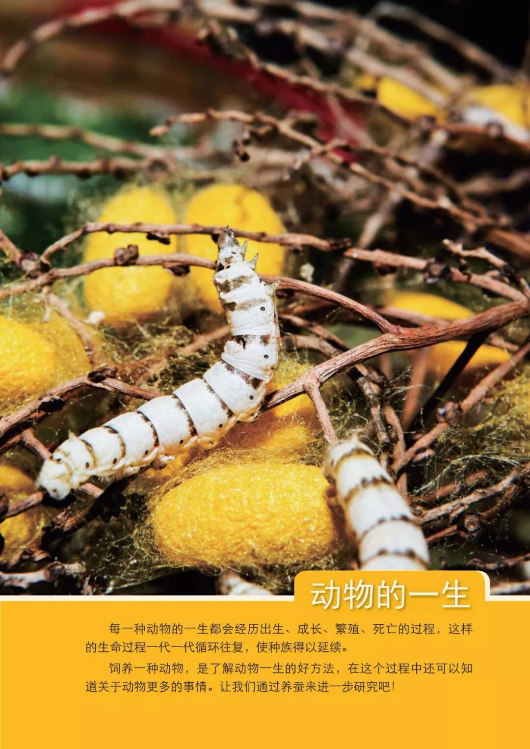2025教科版科学三年级新教材