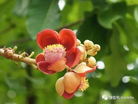 ダウンロード済み 菩提樹花 菩提樹花言葉