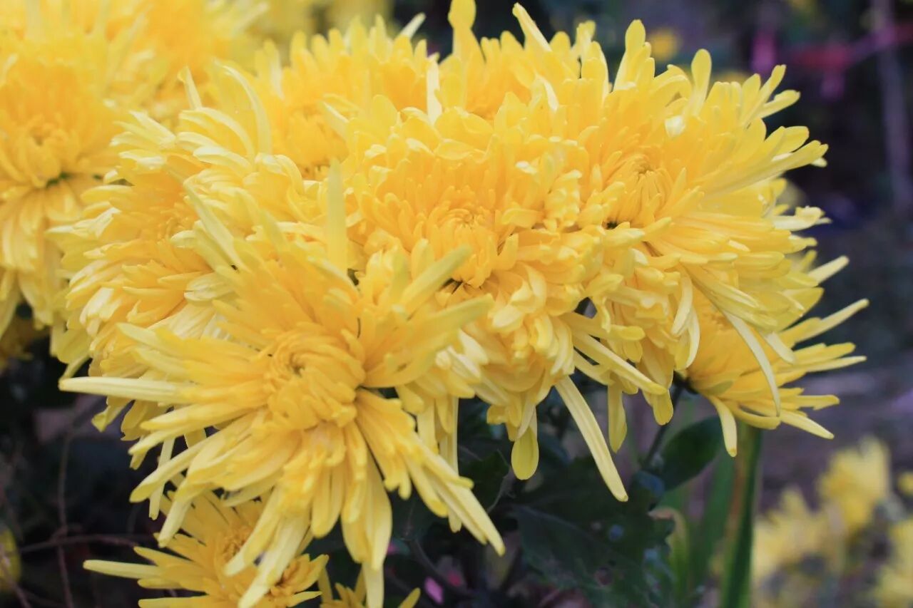 坐下来泡杯茶,漫话开"菊"之年……,国内二次元漫画交流组