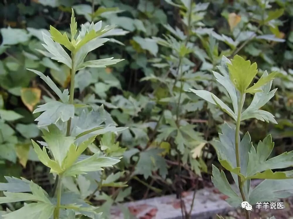 川乌草乌是腰腿疼痛的克星 用的好是宝 用不好就是毒 必须慎重 羊羊说医 微信公众号文章阅读 Wemp