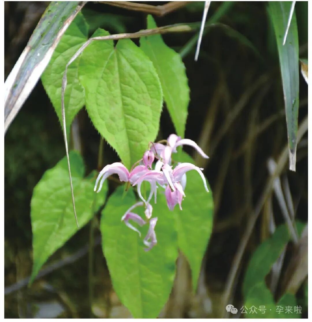 淫羊藿对备孕的作用有哪些？是否真的有奇效？