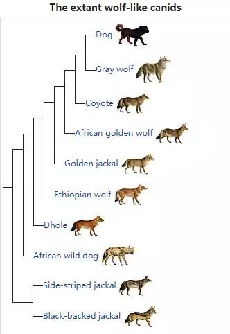野干स ग ल是一种怎样的动物 维摩诘经弟子品逐词语法标注 新译 对勘 Vkn 3a 9 梵文梵语不烦人 微信公众号文章阅读