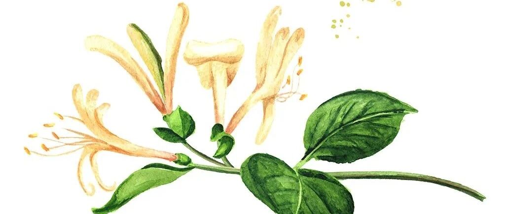 断肠草“撞脸”多种常用药材！警惕食用中毒！