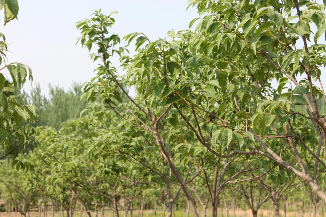 吴茱萸低价还能持续多久？