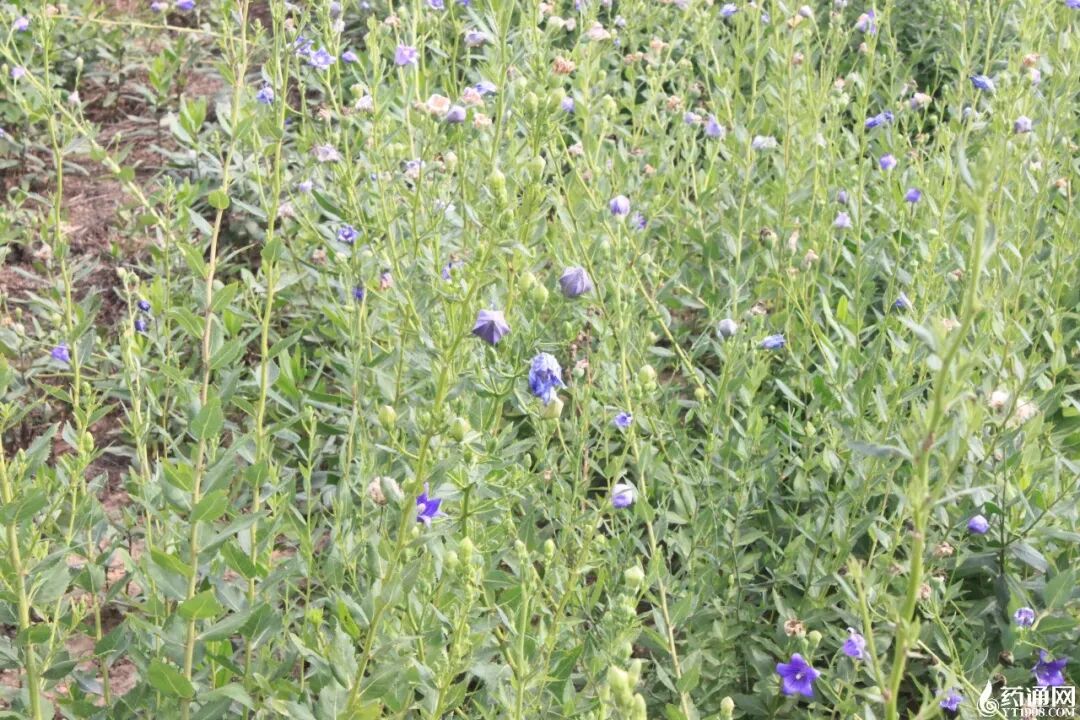 桔梗低价还能走多远？