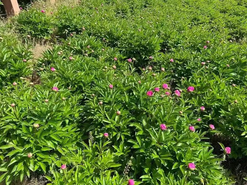 白芍后市是否还有商机？