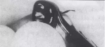 儿童乳牙预成冠详细讲解