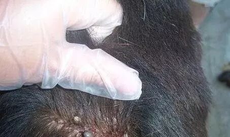 头上长虱子怎么办 虱子怎么去除 去虱子和虱子卵的有效方法 爱心小贴士 微信公众号文章阅读 Wemp