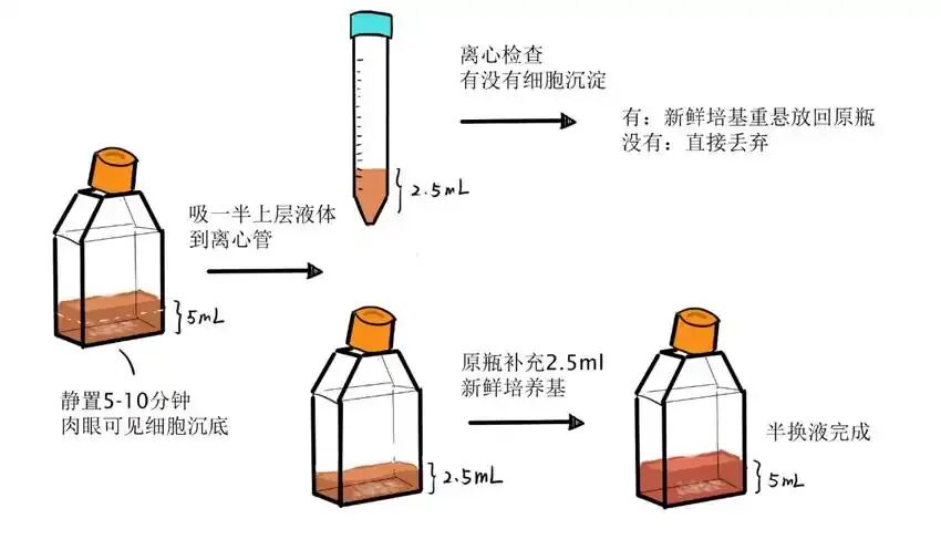 凍存與復(fù)蘇圖解